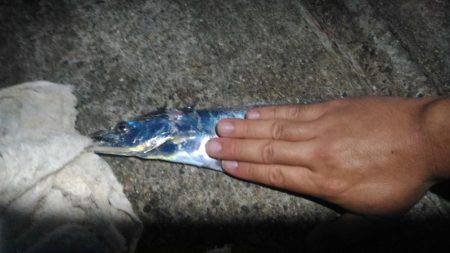 太刀魚まずまず