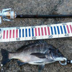 フカセでチヌ‼