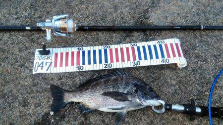 フカセでチヌ‼