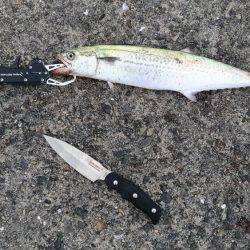 台風後の恩恵！青物ナブラ止まず！