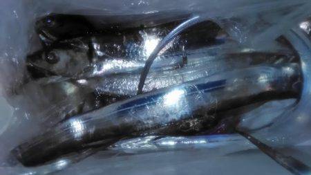 ワインドタチウオ