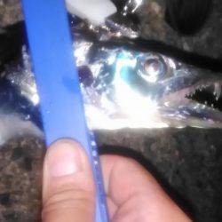 太刀魚ワインド‼