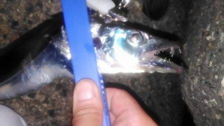 太刀魚ワインド‼