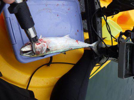 ジギングからのエギング