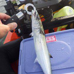 マイカヤック釣行　結構釣れました