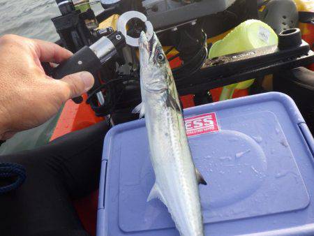 マイカヤック釣行　結構釣れました
