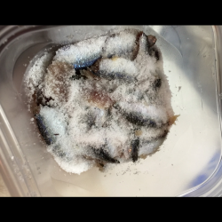 青物狙うが釣れずさびき…