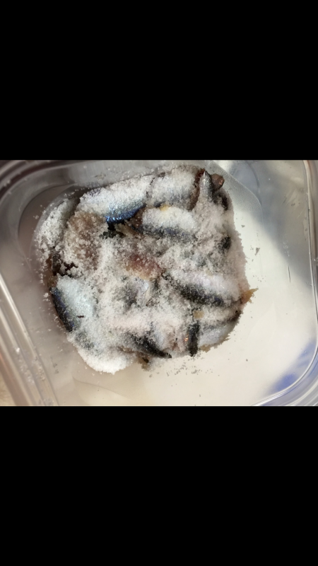 青物狙うが釣れずさびき…