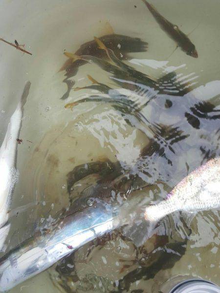 横瀬太刀魚、初ボウズ