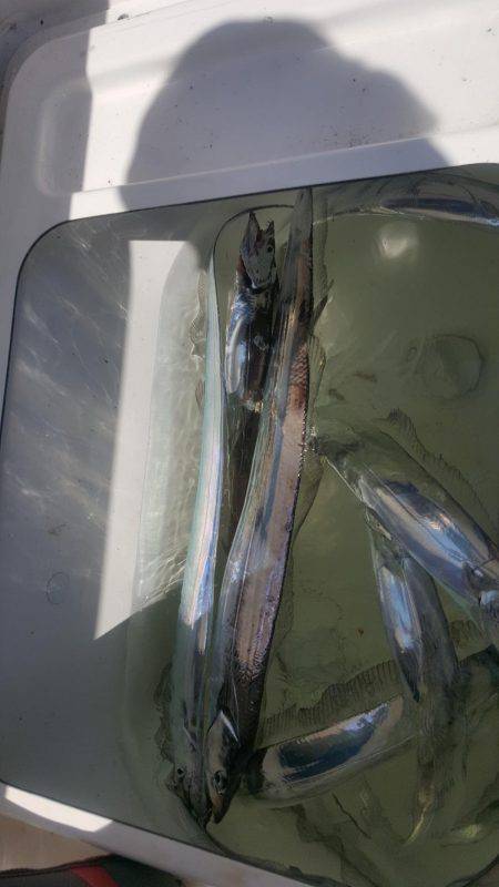 須磨で太刀魚②