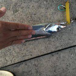 朝タチ   サゴシ不発