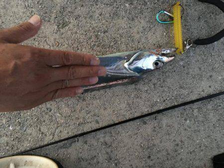 朝タチ   サゴシ不発