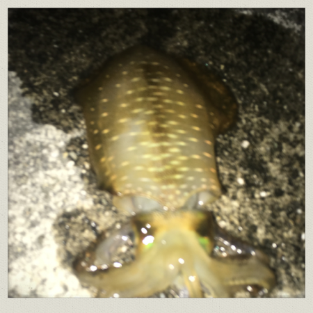 新子シーズン到来