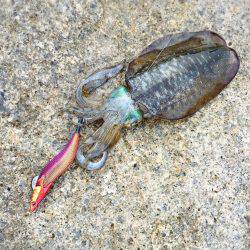 ようやくアオリが釣れました！