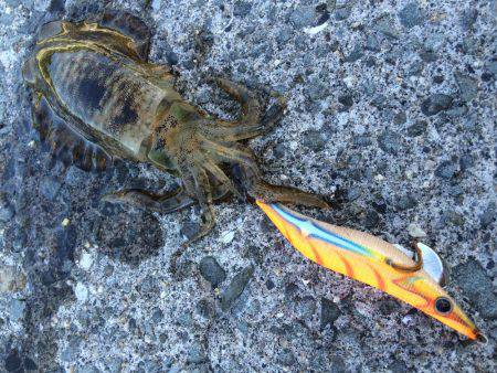 ちょいランガン