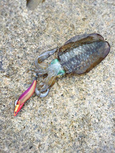 ようやくアオリが釣れました！