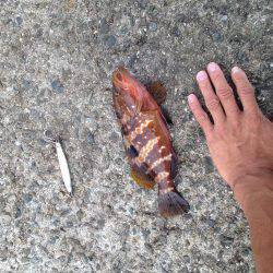 青物じゃなく底物