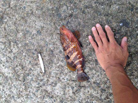 青物じゃなく底物