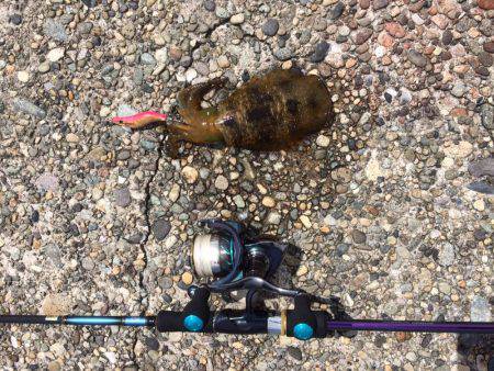 アジング＆エギング