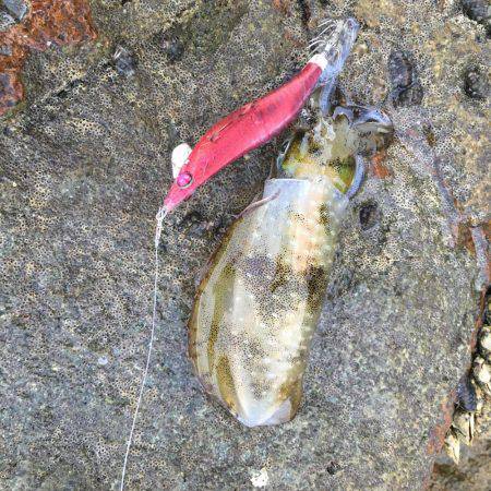 今年初アオリイカ