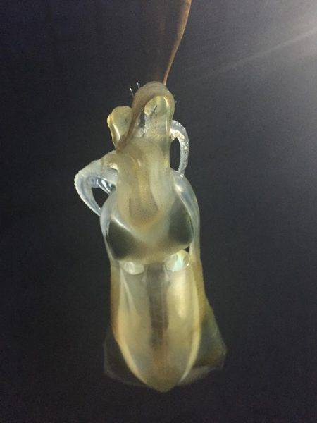 台風前にエギング