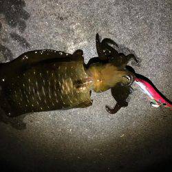 ケンサキイカまだ居る