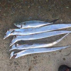 朝まずめ狙いでした