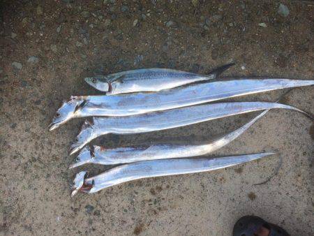 朝まずめ狙いでした