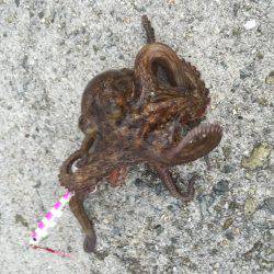 タチウオ狙いでタコ