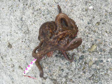 タチウオ狙いでタコ