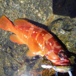 ハードロックショア