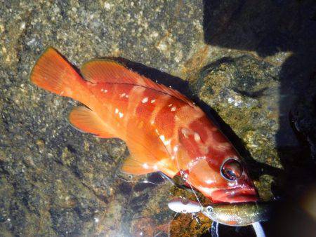 ハードロックショア