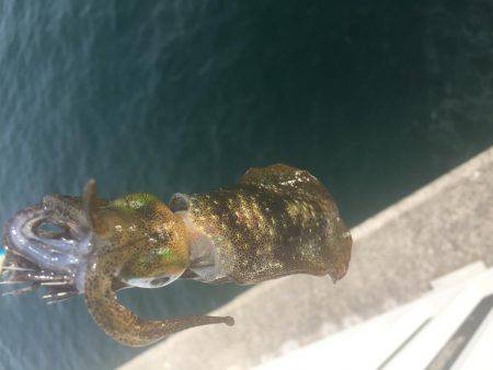 お散歩エギング♪