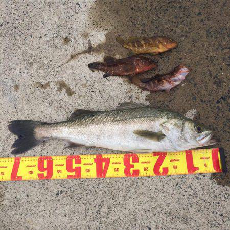 アコウ シーバス^ ^