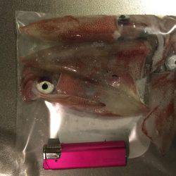 深夜のエギング