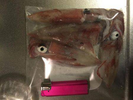 深夜のエギング