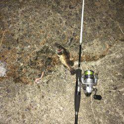 ライトタックルでお手軽ナイトロ