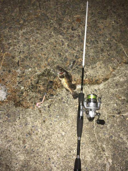 ライトタックルでお手軽ナイトロ