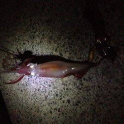 ケンサキさんこんにちは