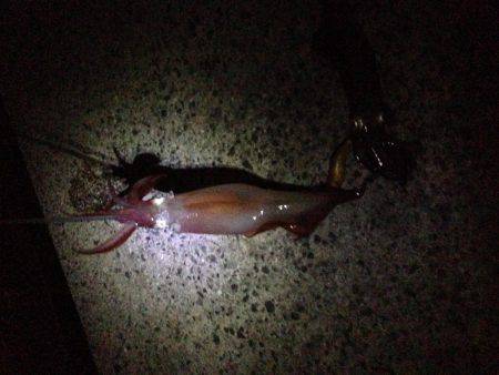 ケンサキさんこんにちは