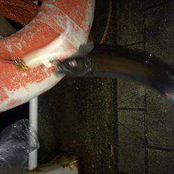 なかなかのサイズ