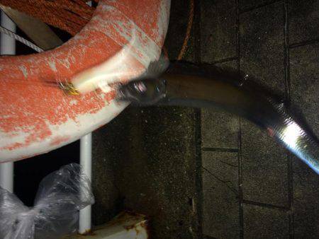 なかなかのサイズ