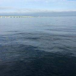 青物狙いの前に太刀魚