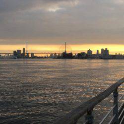 今朝のコスモはサバ日和