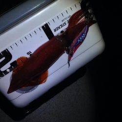 ケンサキ終盤？？