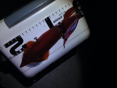 ケンサキ終盤？？