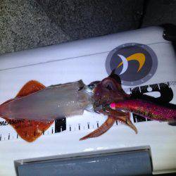 アオリにスイッチ?