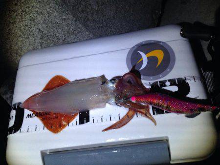 アオリにスイッチ?