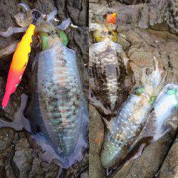 中紀デイエギング