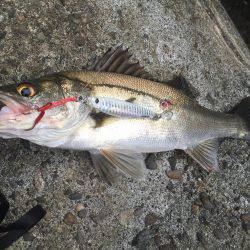 今日も本命は釣れず‥